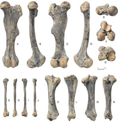 Long Bones Of The Left Hind Limb A F Femur G J Fibula K O Tibia