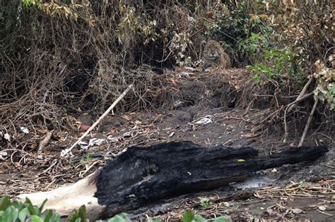 Tumba A Cielo Abierto Los Intensos Incendios Que Sufri El Pantanal