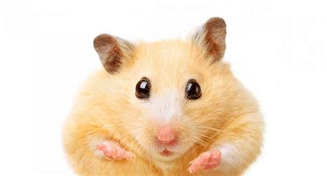 Fat Hamster - Does My Hamster Need To Lose Weight?