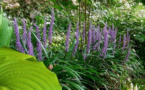 Buy Big Blue Liriope Free Shipping Wilson Bros Gardens Pack Of