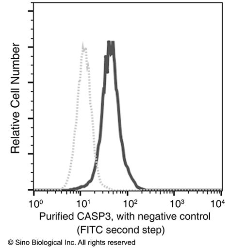 Caspase Antibody Guideline Sino Biological