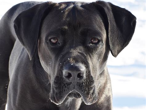 Cane Corso Dog Puppy Free Photo On Pixabay