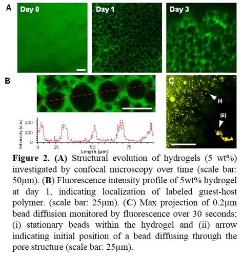 Frontiers Hierarchical Porous Structures Induced In Supramolecular