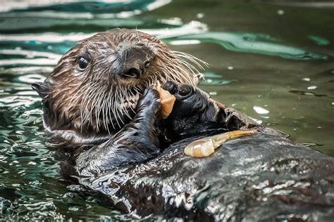 Sea Otter Pups | Babies! | Aquarium of the Pacific