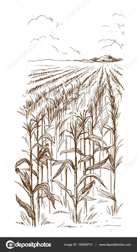 Fabulous Tips About How To Draw A Cornfield Welfareburn20