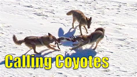 Coyote Hunting Nov In K Youtube