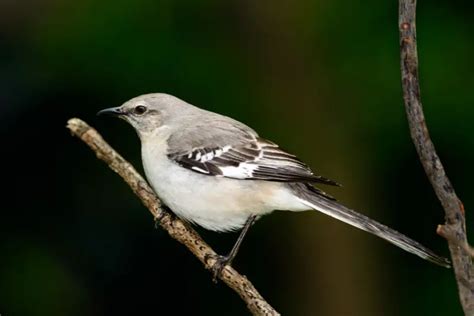 Black Bird White Strips On Wings Global Birding Initiative