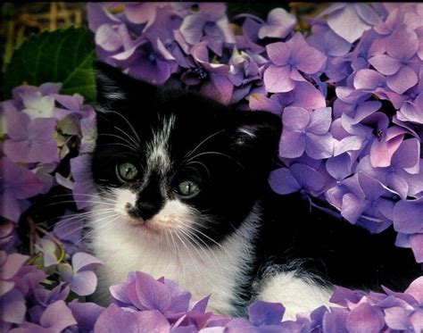 Kitten Flower Garden Feline Cute Full Hd 1080p Background Take A Look