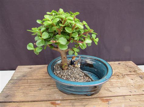 30 Year Old Baby Jade Cascade Specimen Bonsai Tree