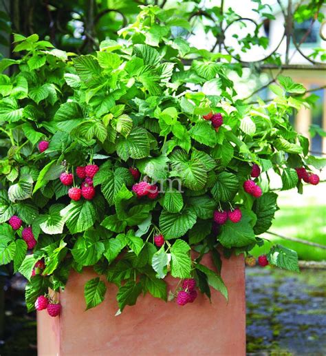 Planter Un Framboisier En Pot