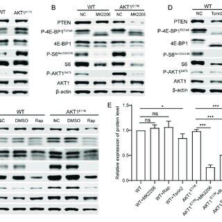 Inhibition Of Akt Or Mtor Downregulates Pten Expression In Akt E K