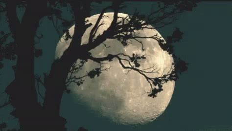 Moonlight Night GIF - Moonlight Moon Night - Discover & Share GIFs