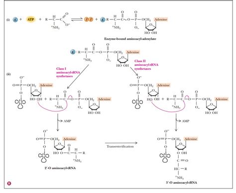 amino acids activation resources for a high schooler : r/Biochemistry