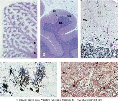 jeremy's stuff: Cerebellum (histology slides)