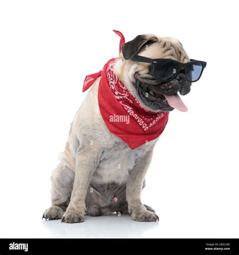 Cute Pug Wearing Sunglasses Bandana Panting And Sticking Out Tongue Sitting Isolated On White