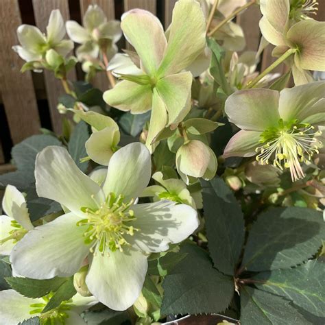 Hellebore Winter Darling Helleborus Bunkers Hill Plant Nursery