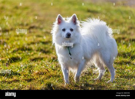 White Pomeranian dog standing on grass field Stock Photo - Alamy