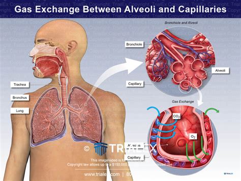 Gas Exchange Between Alveoli and Capillaries - TrialQuest Inc.