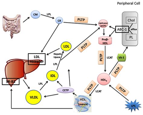 Links Between Insulin Resistance Lipoprotein Metabolism And Amyloidosis In Alzheimer’s Disease