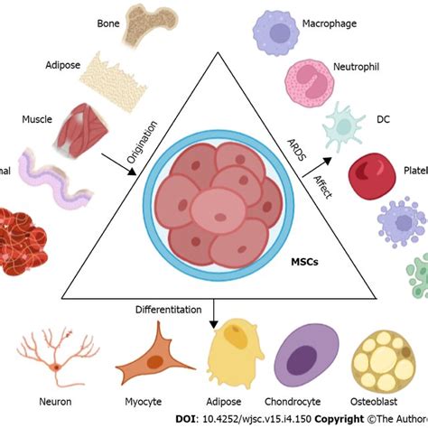 Mesenchymal Stem Cells Can Be Derived From A Variety Of Cell Types And