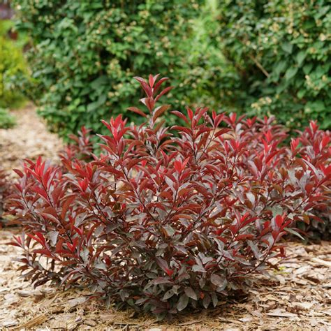 Stay Classy Purple Leaf Sand Cherry Prunus X Cistena Proven Winners