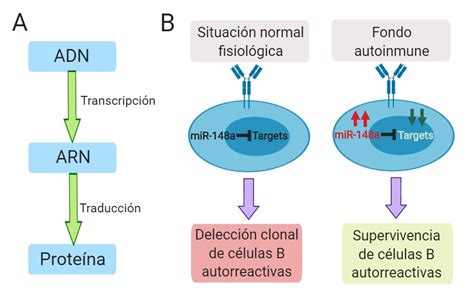 Micrornas Peque Os Reguladores Con Un Gran Impacto En Nuestro Sistema