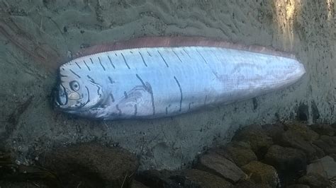 Strange Doomsday Fish Captured Just Hours Before Devastating