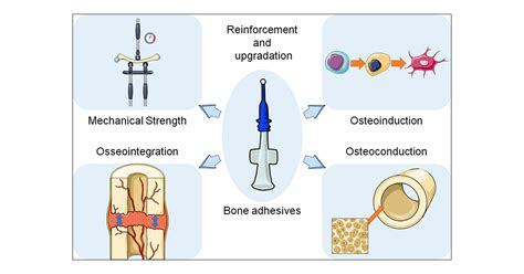 Functional Macromolecular Adhesives For Bone Fracture