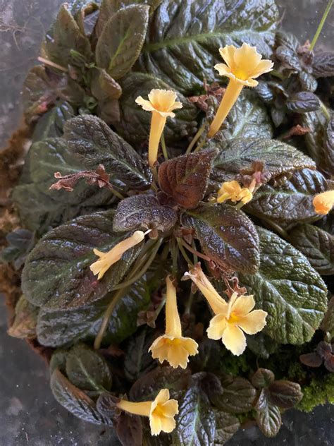 Episcia ‘suomi Gesneriad Reference Web