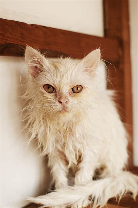 Ugly wet kitten stock photo. Image of adorable, angry - 33389410