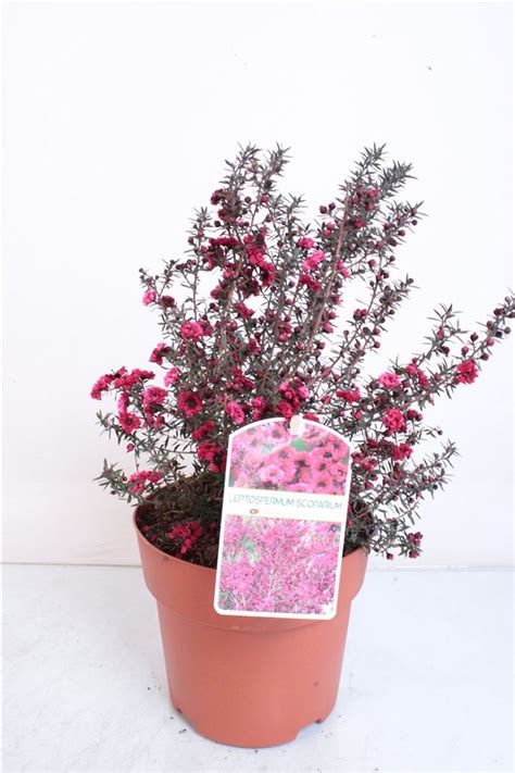 Leptospermum scoparium — Plant Wholesale FlorAccess