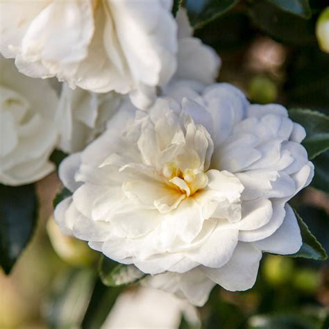 Camellia Bushes | Plant Addicts