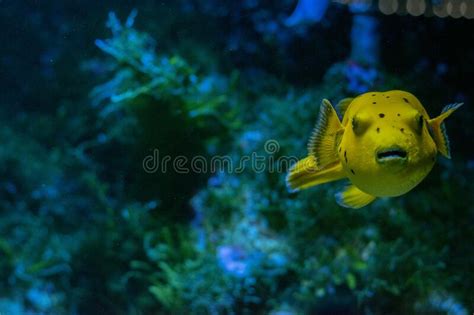 Arothron Golden Puffer Fish Of Spotted Puffer Stock Photo Image Of