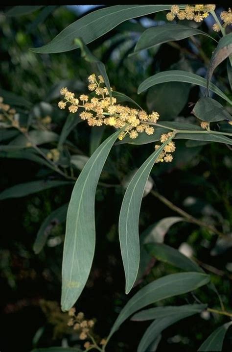 Factsheet Acacia Falcata