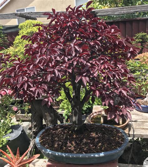 Flowering Plum. First one of these I’ve seen as a bonsai. : r/Bonsai