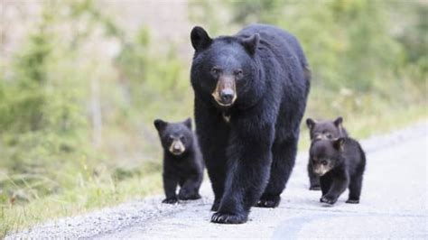 Mama Bear and Cubs Go for a Dip in Tennessee Pool in Precious Video ...