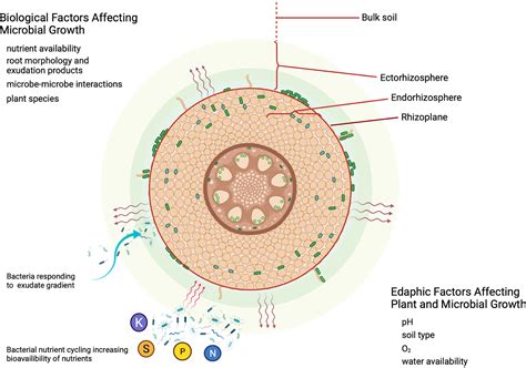 Giving Back To The Community Microbial Mechanisms Of Plantsoil