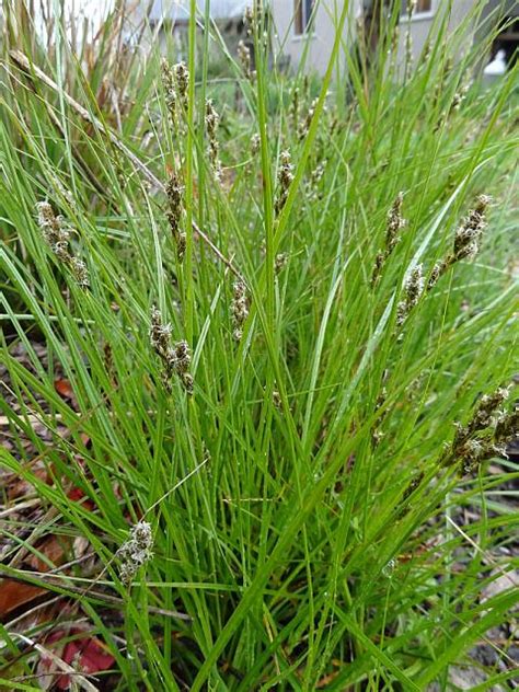 Carex pansa | Mostly Natives Nursery