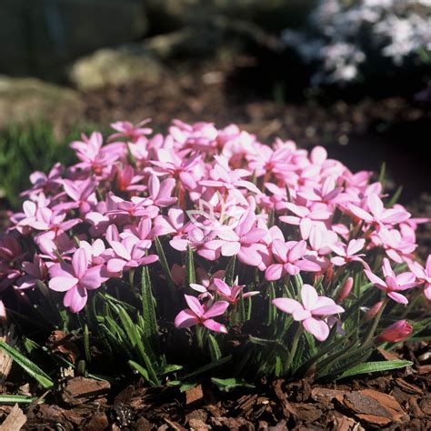 Rhodohypoxis - Hogendoorn