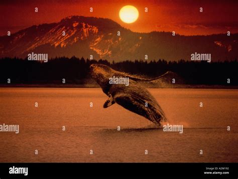 Humpback Whale breaching at sunset Southeast Alaska Stock Photo - Alamy