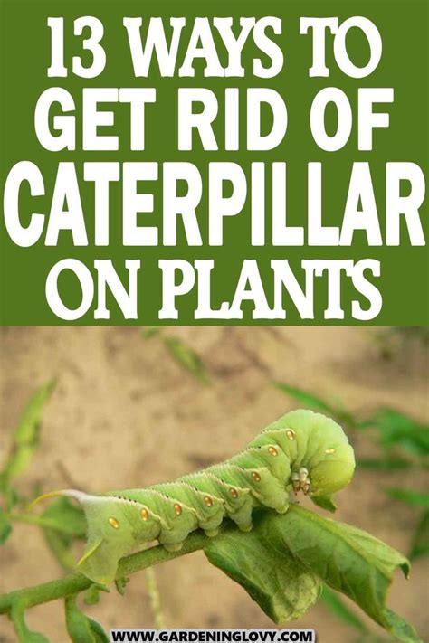 A Caterpillar On A Plant With The Words 13 Ways To Get Rid Of Caterpillar On Plants