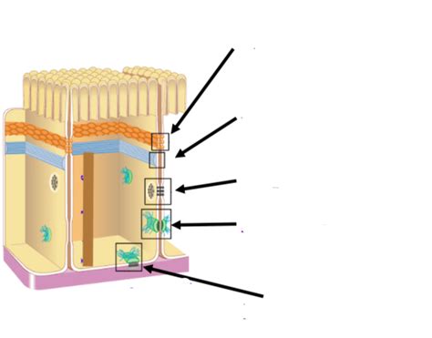 Epithelial cells diagram (apical, lateral or basal) Diagram | Quizlet