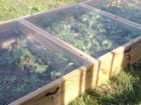 Keeping Critters Out Of Strawberry Beds Berry Garden Diy Raised