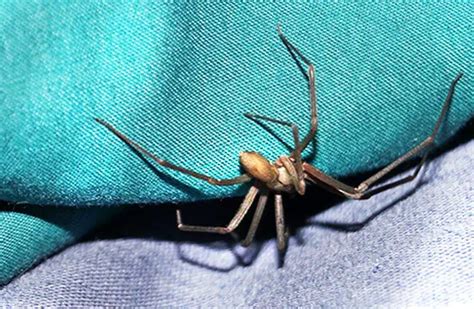 Brown Recluse Description Habitat Image Diet And Interesting Facts