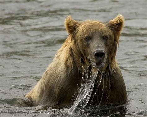 Understanding Black Bear Behaviour