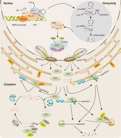 Frontiers MicroRNA Production In Arabidopsis