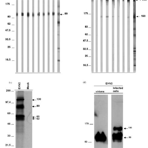 Western Blot Analysis Of E Coli Expressed Gstgb Fusion Proteins