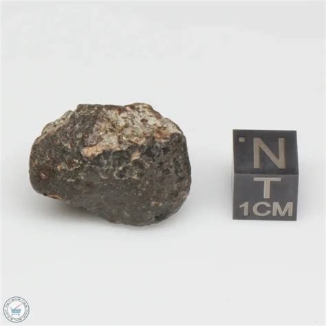 Nwa 869 Meteorite 869 288 The Meteorite Exchange Inc