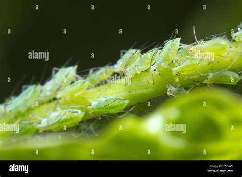 Infestation Of Aphids On A Morning Glory Plant Stock Photo Alamy