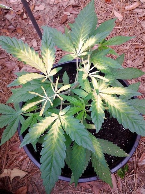 Why Are Cannabis Leaves Turning Yellow How To Fix Yellow Leaves Grow Weed Easy